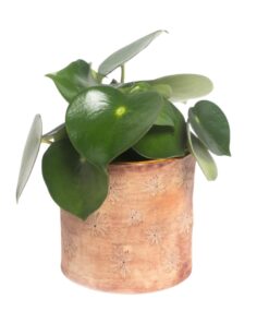 Übertopf floral Storchschnabel - 3